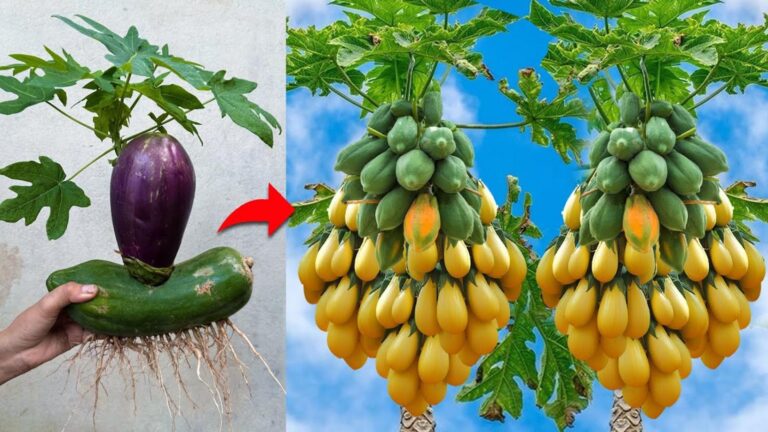 Questo trucco semplice trasforma le melanzane in frutti deliziosi… scopri come!