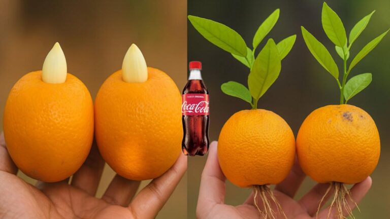 Questo metodo sorprendente per far crescere le arance… non ci crederai!