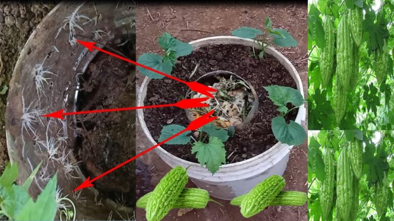 Questo metodo sorprendente trasforma i rifiuti in un delizioso melone amaro…