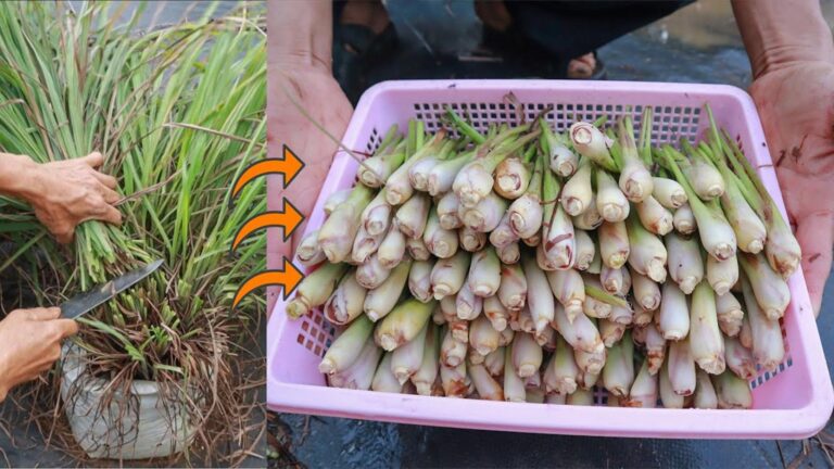 Questo trucco semplice trasforma il tuo giardino in un paradiso di lemongrass…