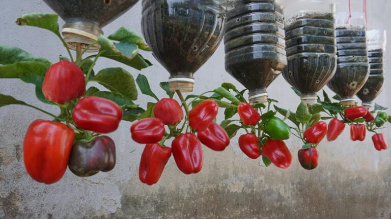 Alcuni giardinieri usano bottiglie di plastica per coltivare peperoni… il risultato…