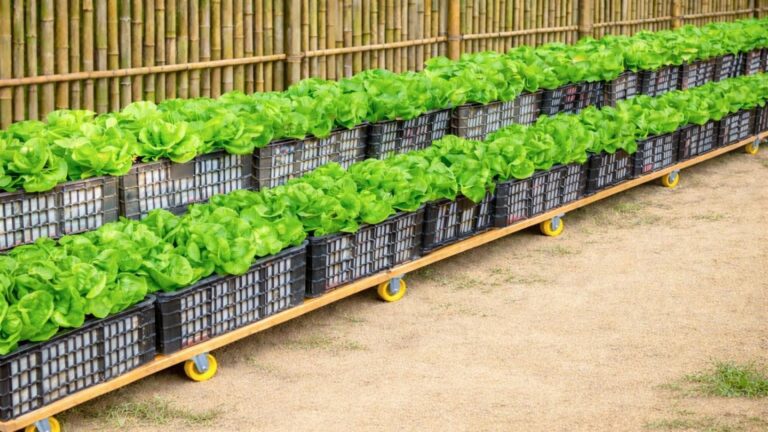 Questo semplice gesto trasforma la tua lattuga e ottimizza ogni cm del tuo giardino…