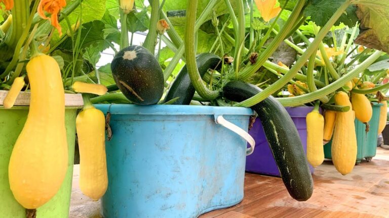 Un vecchio trucco per ottenere zucchine abbondanti sul terrazzo…