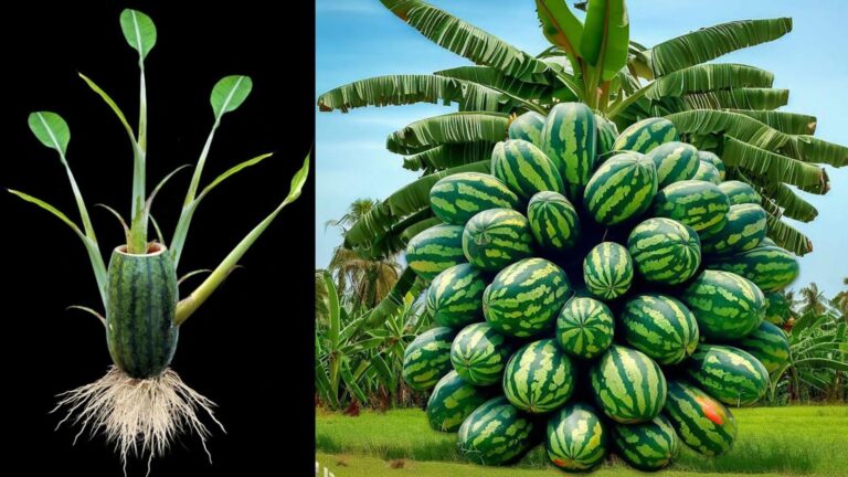 Questo trucco sorprendente ti fa ottenere frutti straordinari da banane e angurie…