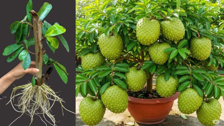 Questo metodo per propagare l’annona ti stupirà… frutti in tempi record!