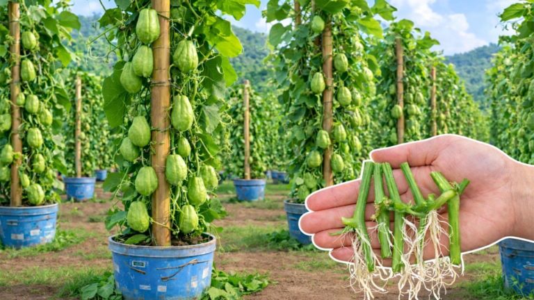 Questo semplice gesto trasforma un taglio in una pianta rigogliosa di chayote…