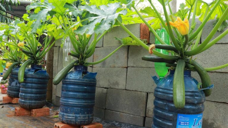 Questo metodo semplice trasforma un vaso in una fabbrica di zucchine…