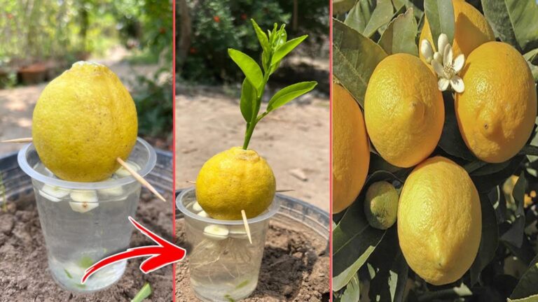Questo semplice gesto trasforma il tuo giardino in un frutteto di limoni…
