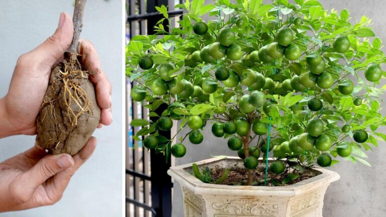 Questo semplice gesto ti permetterà di raccogliere limoni in abbondanza…
