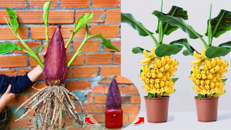 Alcuni giardinieri usano l’aloe per piantare banani… scopri il segreto per un risultato sorprendente!