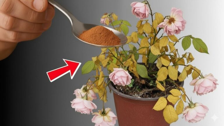 Rivitalizza 5 piante appassite in pochi giorni con questo trucco semplice!