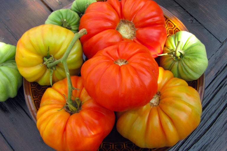 7 motivi per coltivare pomodori indeterminati