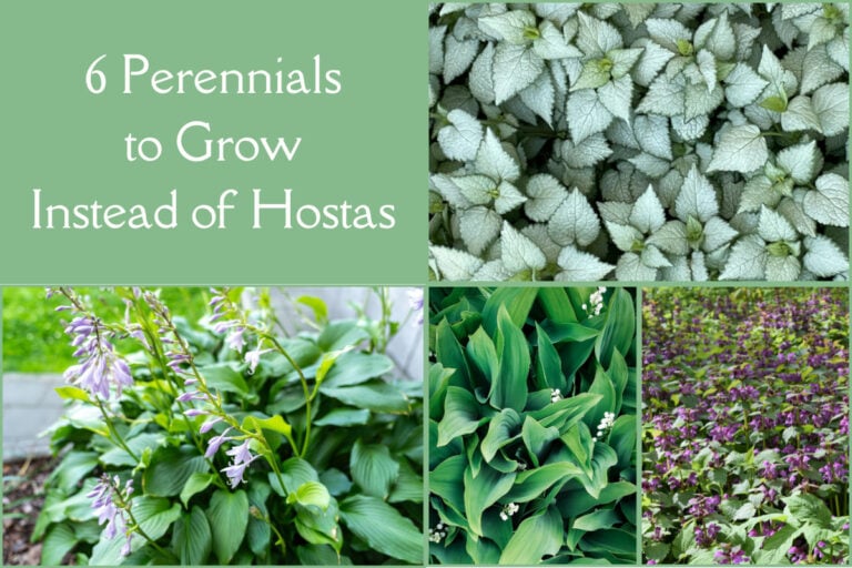 6 Perennials Bellissimi Amanti dell’Ombra da Provare al Posto delle Hostas