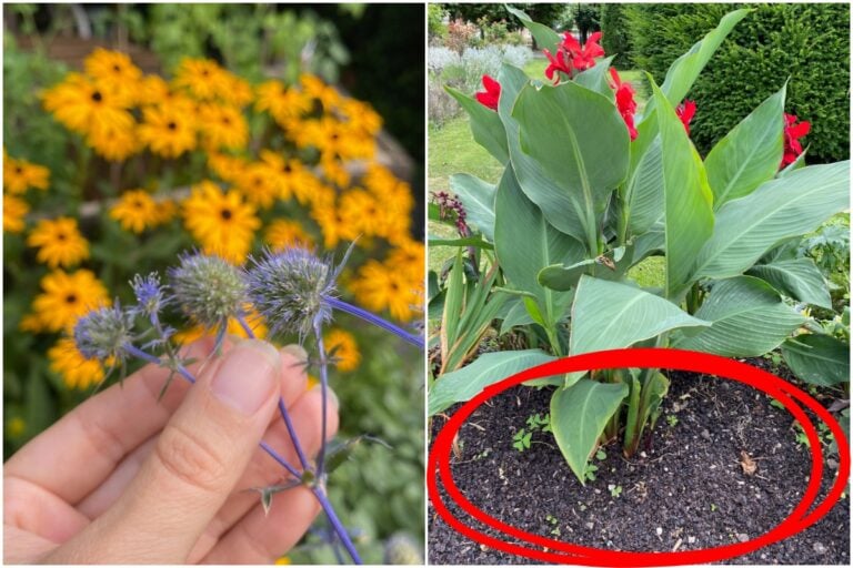 5 cattive abitudini da giardinaggio e come liberarsene