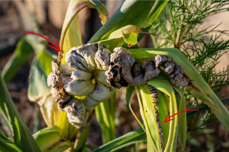 Coltivare Mais? Ecco come riconoscere una malattia pericolosa