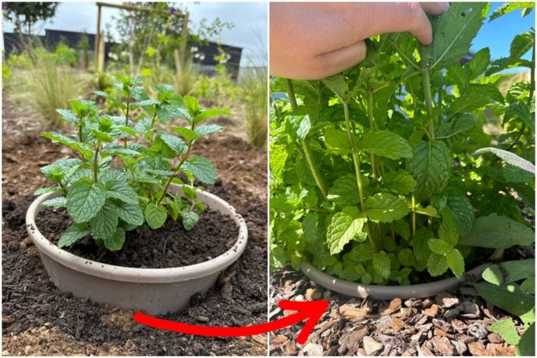Piantare la menta in giardino è rischioso, ma puoi evitarlo con questi trucchi
