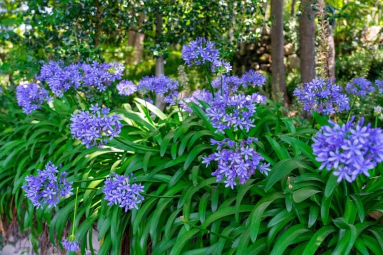 Per Fiori Stupendi di Agapanthus, Non Perdere Questa Pratica Semplice
