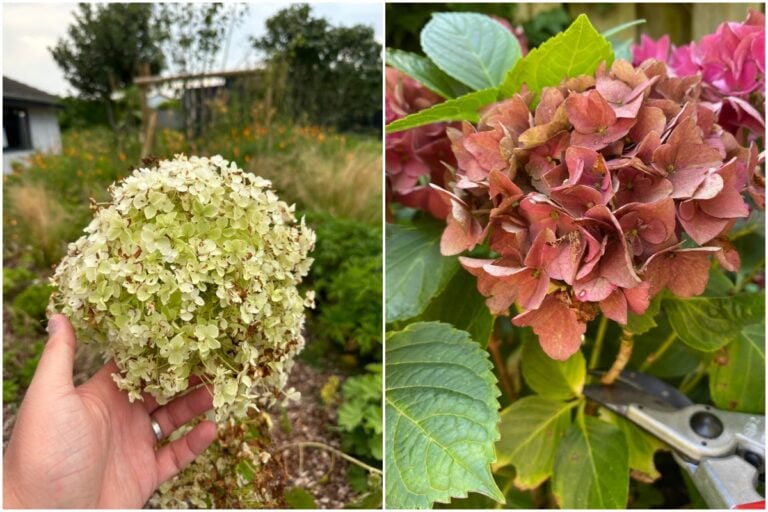 Ecco 4 cose da fare dopo la fioritura delle ortensie