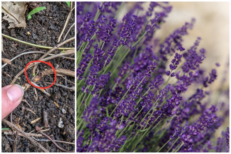 Ecco come propagare facilmente la lavanda con il metodo della stratificazione