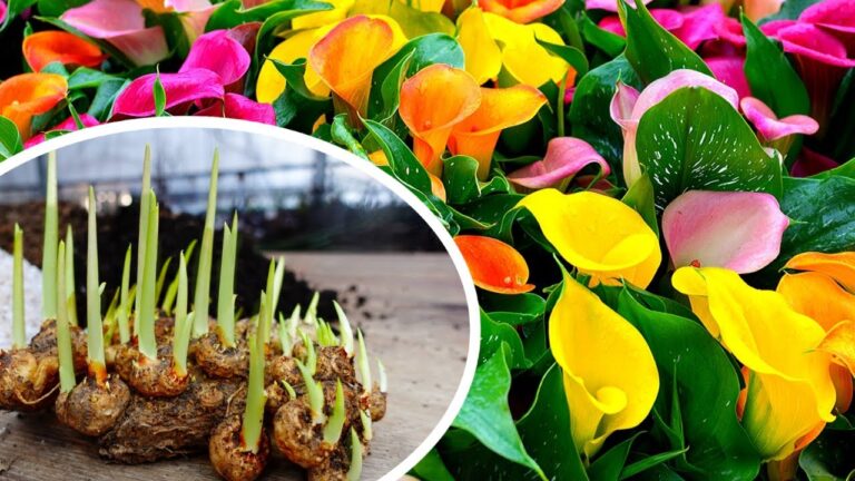 7 Passi per Piantare Calas Colorate con Successo e Abbellire il Tuo Giardino!