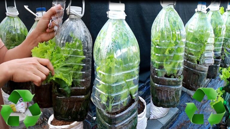 10 idee per coltivare verdure nel tuo mini giardino di green house!