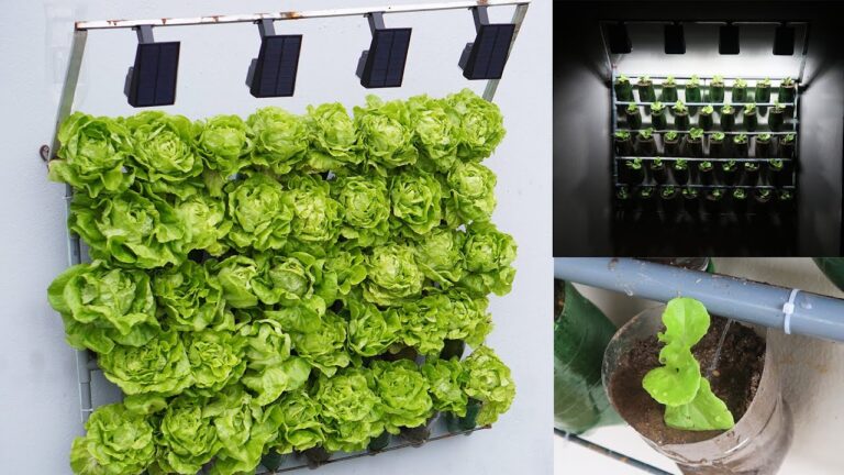 Coltiva 10 varietà di lattuga sul muro per un orto veloce e produttivo!