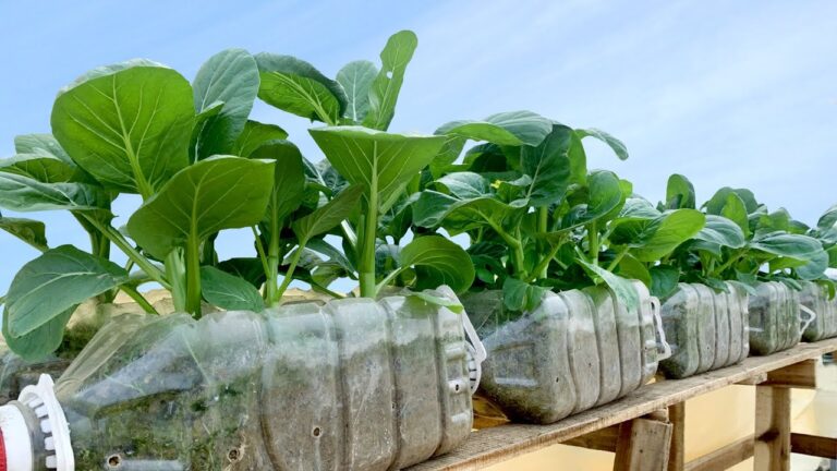 5 idee per riutilizzare le bottiglie di plastica e coltivare ortaggi sul terrazzo