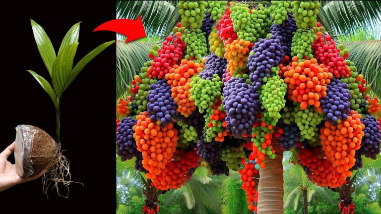 5 tecniche per innestare frutti straordinari: prova il cocco con il pompelmo!