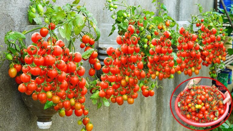 11 segreti per coltivare pomodori a muro, alta resa senza giardino!