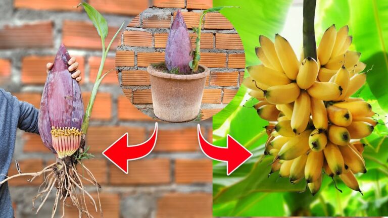 5 Tecniche naturali per innestare banani con aloe vera e farli crescere veloce