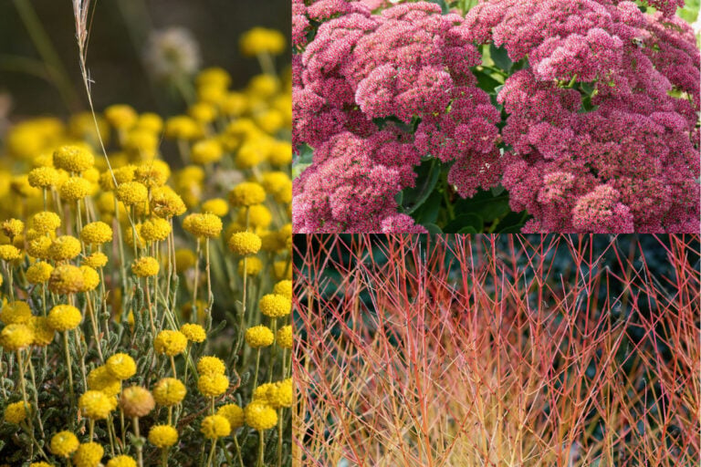 9 Piante Ornamentali con Tre o Più Stagioni di Bellezza