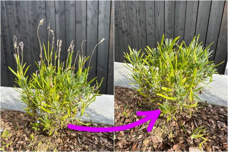 Come potare la lavanda: il segreto per fiori abbondanti ogni anno